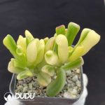 Crassula obliqua 'Gollum' Yellow Variegated - Image 2