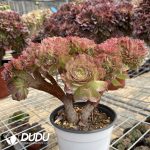 Aeonium Halloween Cristata-9