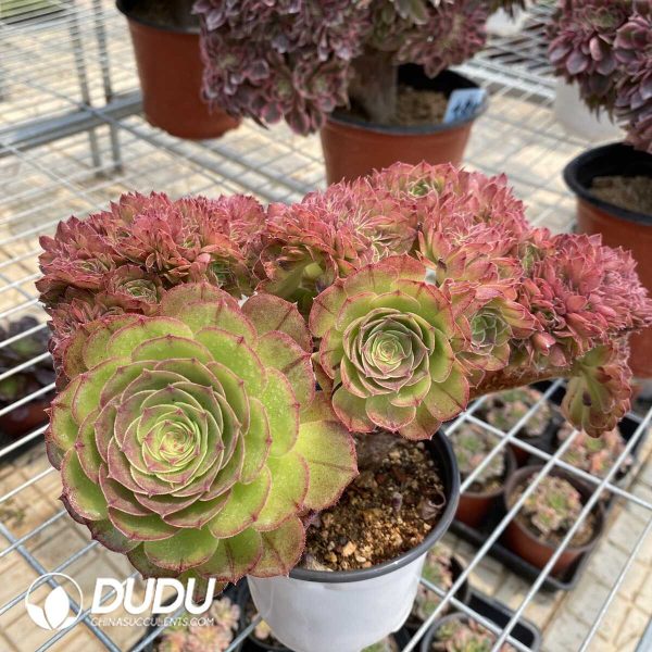 1756128733-1748414561-e203.jpg Aeonium Halloween Cristata-9 - Image 3