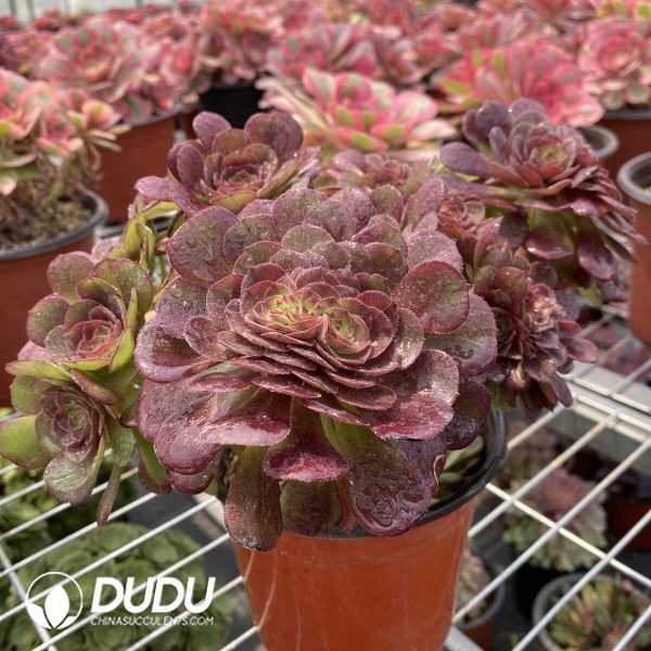 Aeonium Halloween Cristata - Image 1