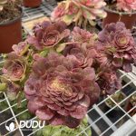 Aeonium Halloween Cristata - Image 2