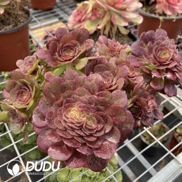 Aeonium Halloween Cristata - Image 2