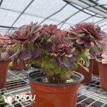 Aeonium Halloween Cristata - Image 3