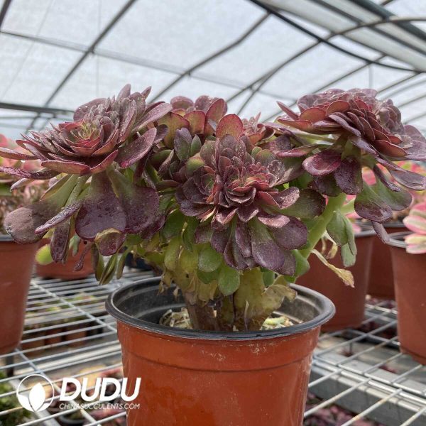 Aeonium Halloween Cristata - Image 3