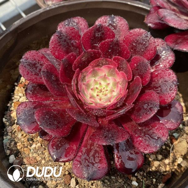 1756128738-1748414574-e201.jpg Aeonium Garnet of White Variegated - Image 1