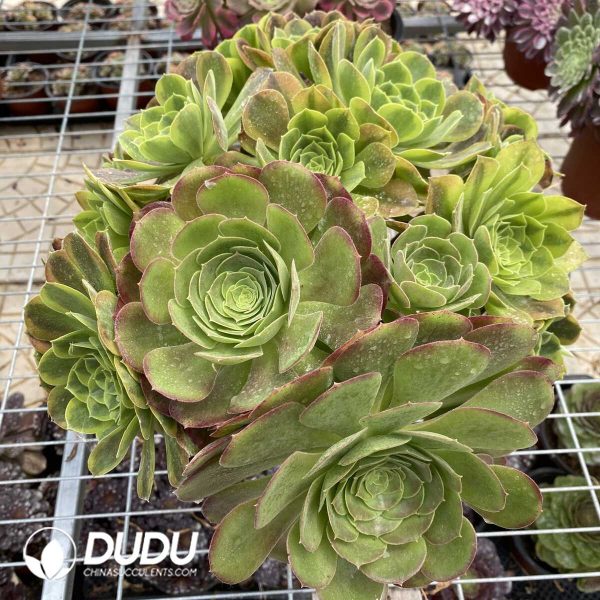1756128754-1748414599-e201.jpg Aeonium Qingmeng chimera 1 - Image 1