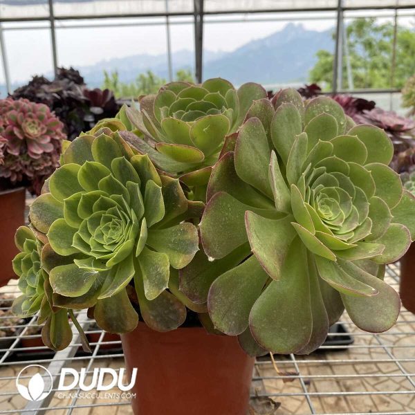 1756128757-1748414604-e203.jpg Aeonium Qingmeng chimera 1 - Image 3