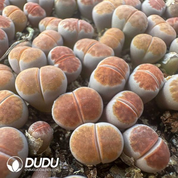 1756128758-1748414607-e201.jpg Lithops Orange Ice800-1000pcs - Image 1