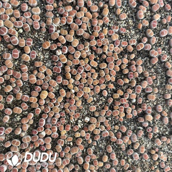 1756128759-1748414609-e202.jpg Lithops Orange Ice800-1000pcs - Image 2