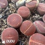 Lithops KO(800-1000pieces)