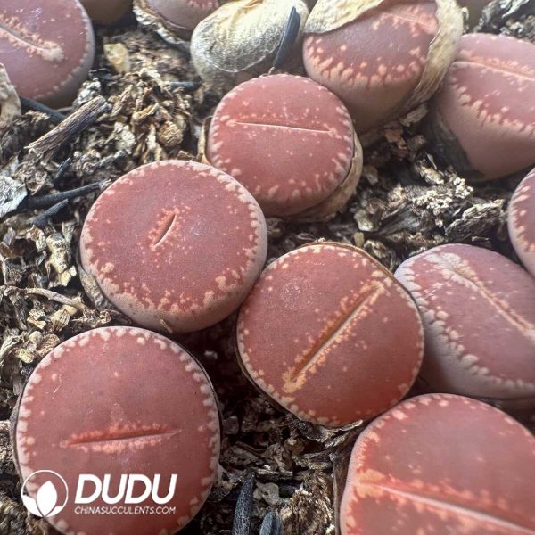 1756128761-1748414612-e201.jpg Lithops KO(800-1000pieces) - Image 1