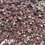 Lithops KO(800-1000pieces) - Image 2