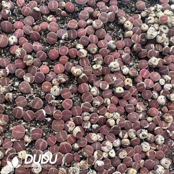 1756128762-1748414615-e202.jpg Lithops KO(800-1000pieces) - Image 2