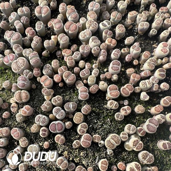 1756128768-1748414633-e202.jpg Lithops Red window chrysanthemum (800-1000 pieces) - Image 2