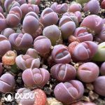 Lithops optica `Rubra`(800-1000pieces)