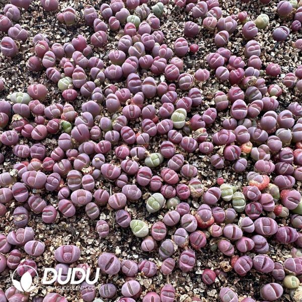 1756128771-1748414638-e202.jpg Lithops optica `Rubra`(800-1000pieces) - Image 2