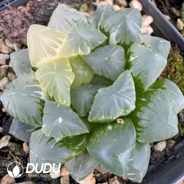 1756128773-1748414641-e201.jpg Haworthia Hirose Gyokuro Variegated - Image 1