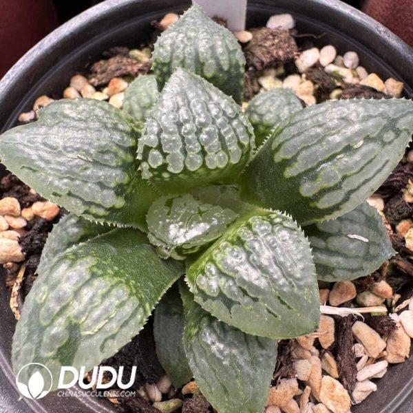 1756128774-1748414645-e201.jpg Haworthia Ma Lili - Image 1