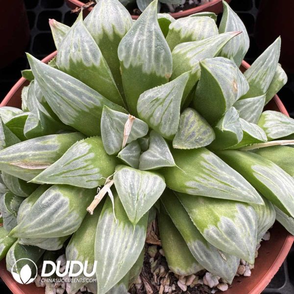 1756128776-1748414648-e201.jpg Haworthia White Night Birthday Clustering - Image 1