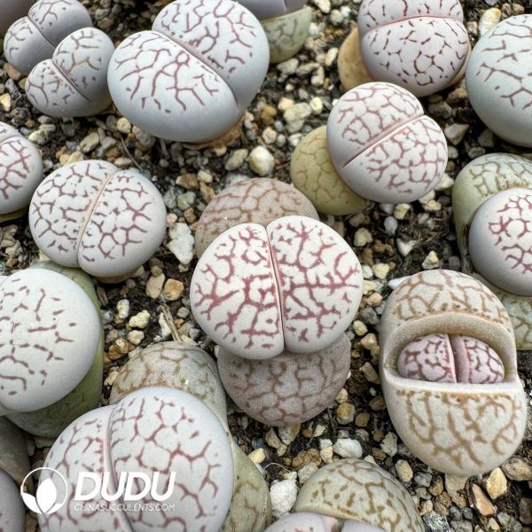 1756128779-1748414656-e201.jpg Lithops Red Net Pattern Lingyao - Image 1