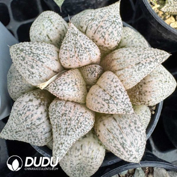 1756128781-1748414659-e201.jpg Haworthia Real silver - Image 1