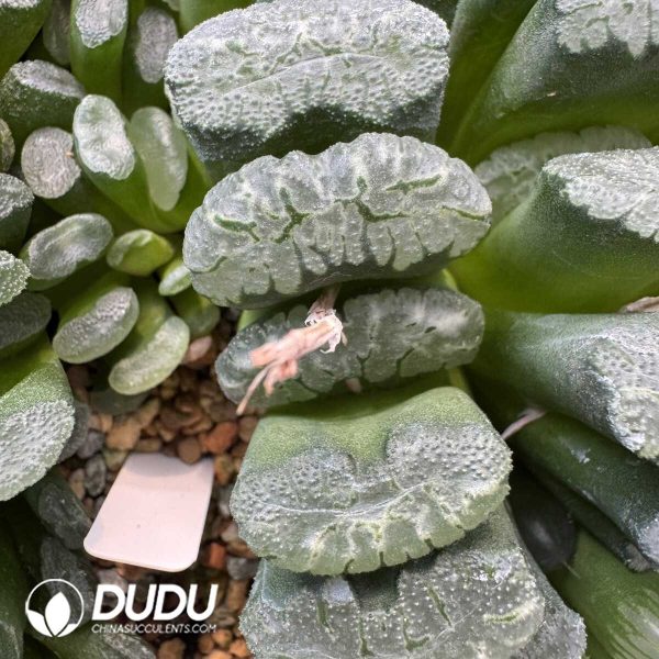 1756128782-1748414663-e201.jpg Haworthia Jade fan - Image 1