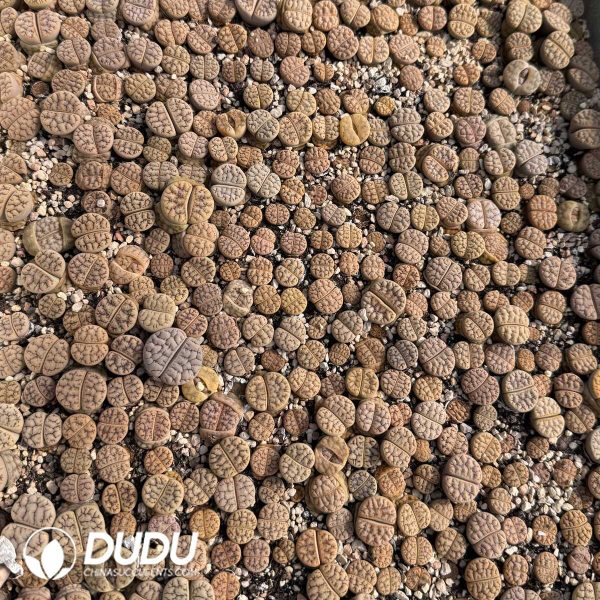 1756128784-1748414666-e201.jpg Lithops Huangyu (no less than 300 pieces) - Image 1
