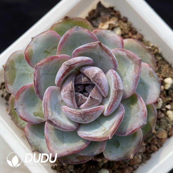 1756128785-1748414669-e201.jpg Echeveria Black Monroe No.1 - Image 1