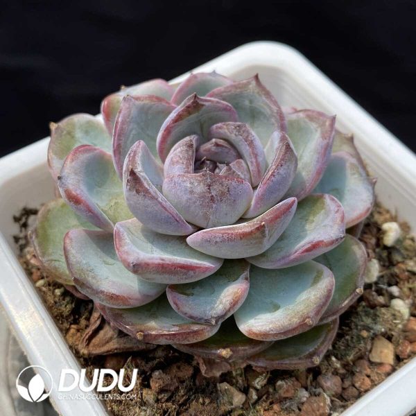 1756128787-1748414672-e202.jpg Echeveria Black Monroe No.1 - Image 2