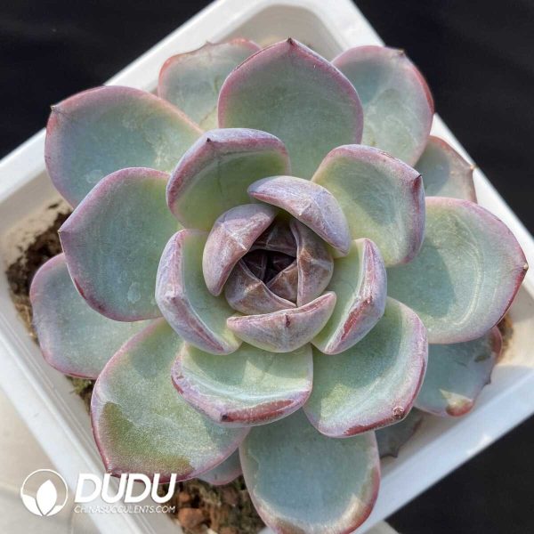 1756128788-1748414674-e201.jpg Echeveria Black Monroe No.2 - Image 1