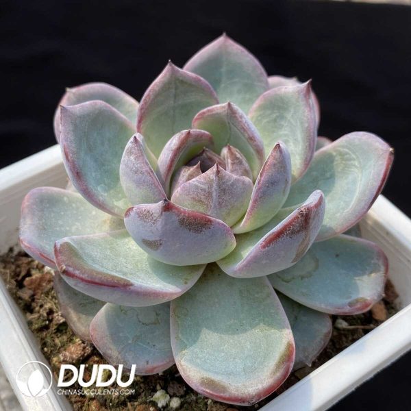 1756128790-1748414677-e202.jpg Echeveria Black Monroe No.2 - Image 2