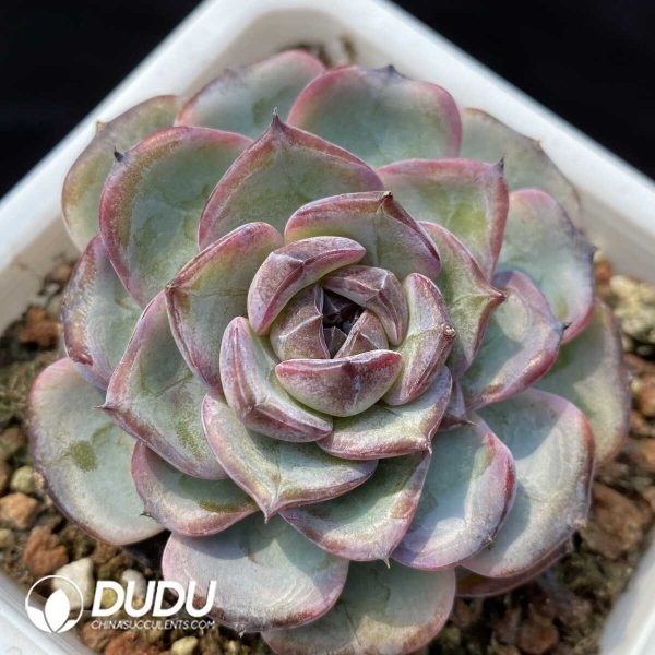 1756128791-1748414679-e201.jpg Echeveria Black Monroe No.3 - Image 1