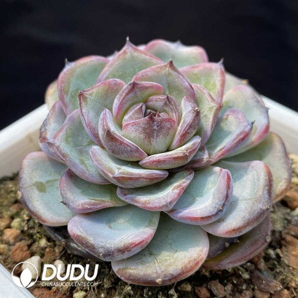 1756128792-1748414681-e202.jpg Echeveria Black Monroe No.3 - Image 2