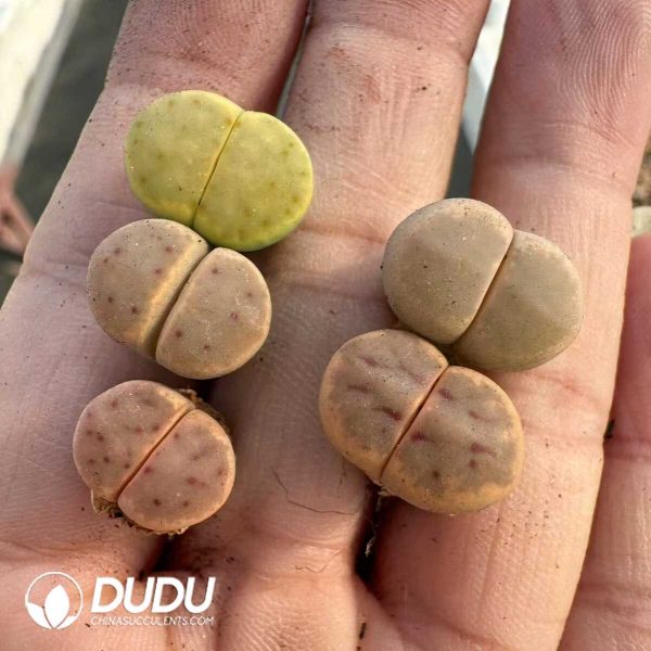1756128794-1748414685-e201.jpg Lithops Shendi - Image 1