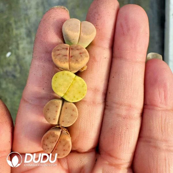 1756128796-1748414687-e202.jpg Lithops Shendi - Image 2