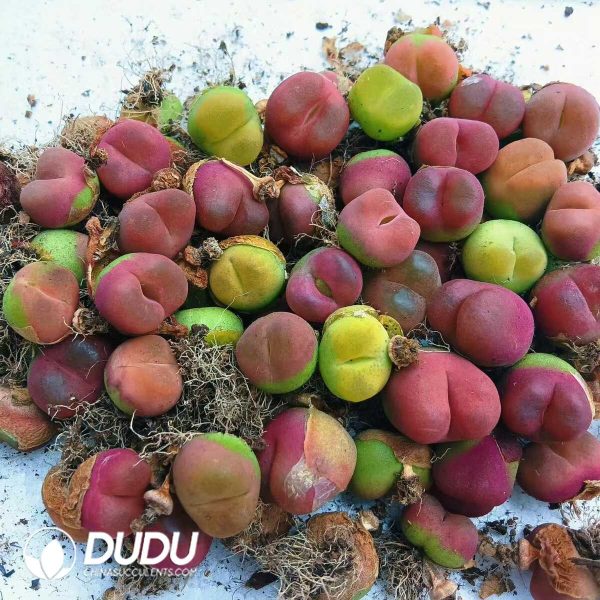 1756128797-1748414690-e201.jpg Lithops Peach (Velvety Texture) - Image 1