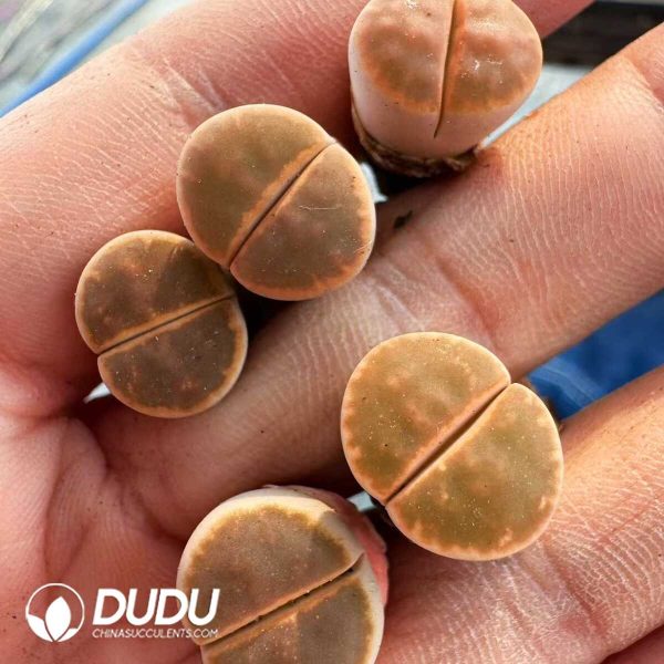 1756128800-1748414696-e201.jpg Lithops Bella Full window - Image 1