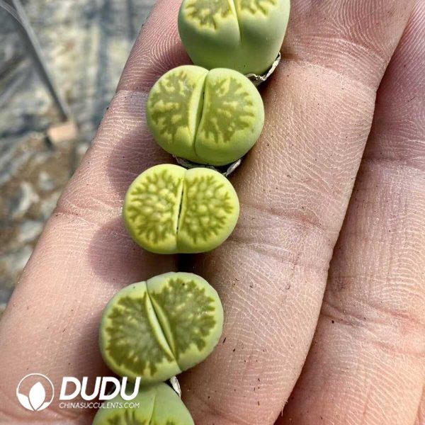 1756128802-1748414699-e201.jpg Lithops Hybrid No.1 - Image 1