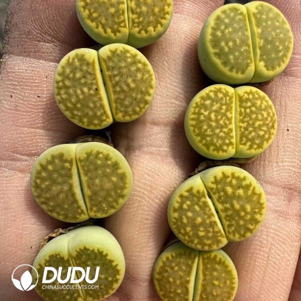 1756128804-1748414702-e201.jpg Lithops Hybrid No.2 - Image 1