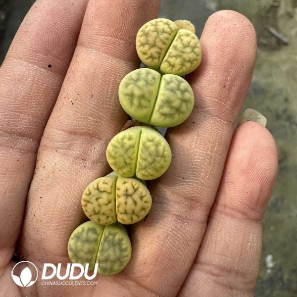 1756128807-1748414707-e201.jpg Lithops Hybrid No.3 - Image 1