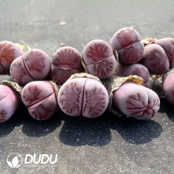 1756128808-1748414710-e201.jpg Lithops Milk Kiku - Image 1