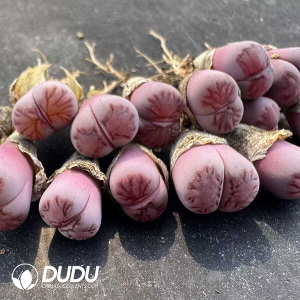 1756128810-1748414713-e202.jpg Lithops Milk Kiku - Image 2