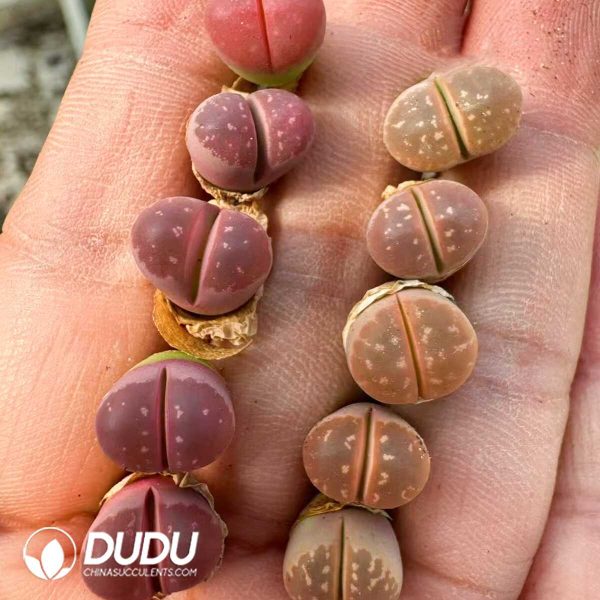 1756128813-1748414719-e201.jpg Lithops Pink (100pieces) - Image 1