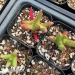 Crassula New Demon