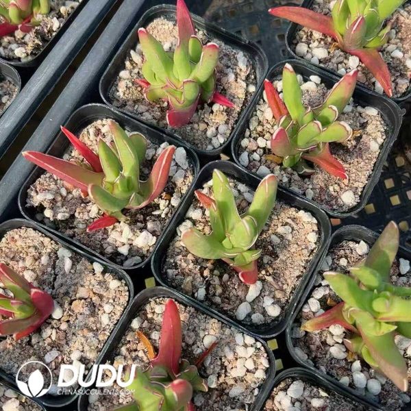 1756128819-1748414729-e202.jpg Crassula New Demon - Image 2