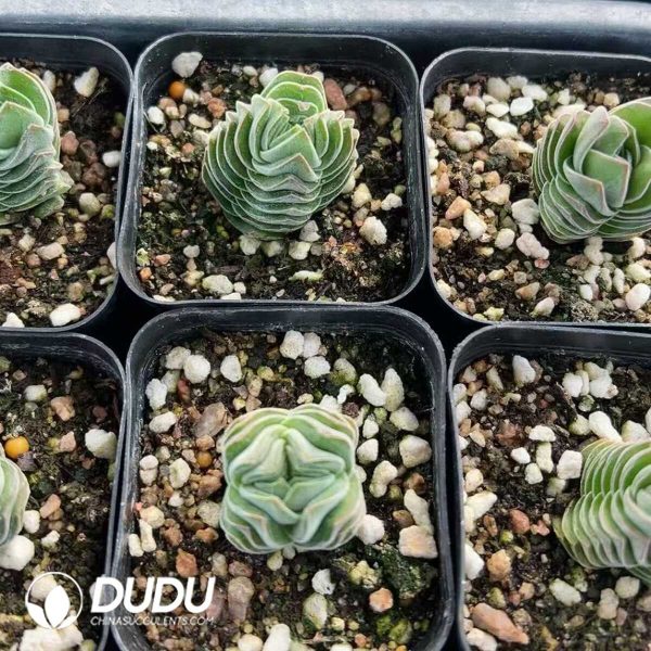 1756128821-1748414733-e201.jpg Crassula Square Tower - Image 1