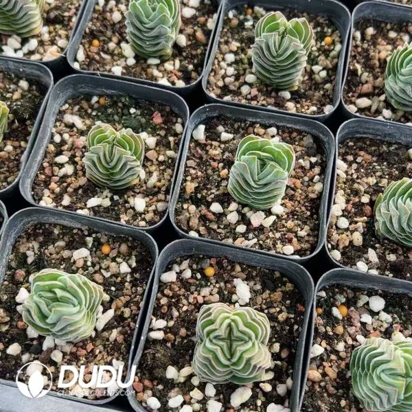 1756128822-1748414736-e202.jpg Crassula Square Tower - Image 2