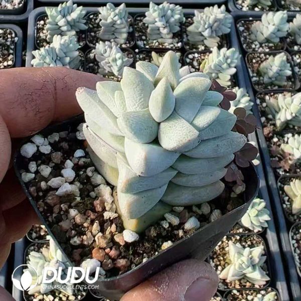 1756128823-1748414738-e201.jpg Crassula Dream Child - Image 1