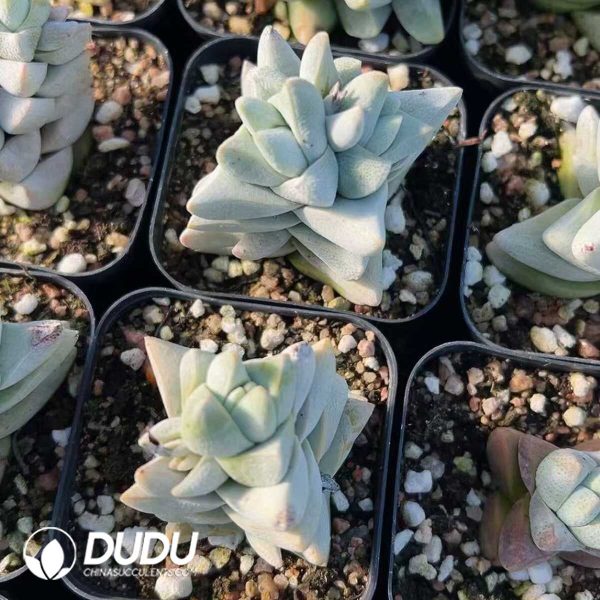1756128825-1748414741-e202.jpg Crassula Dream Child - Image 2