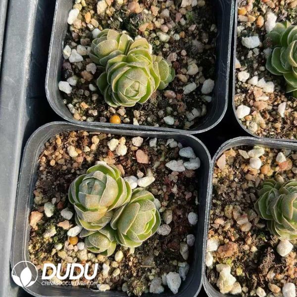 1756128826-1748414743-e201.jpg Crassula Teres - Image 1